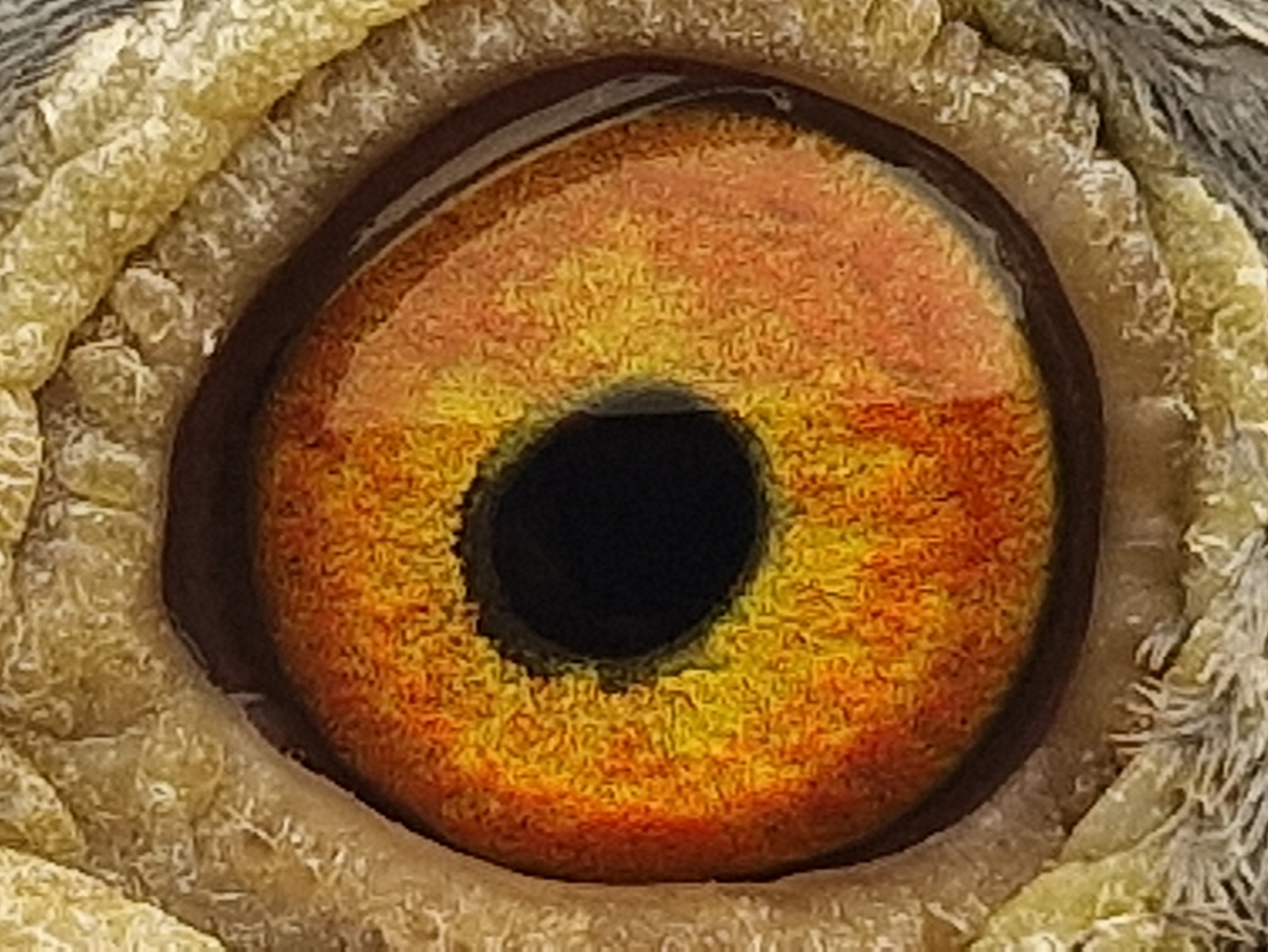 Pigeon eye